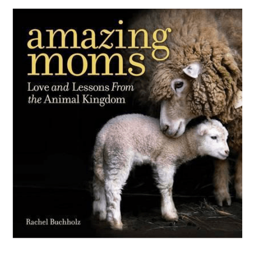 Amazing Moms : Love and Lessons From the Animal Kingdom