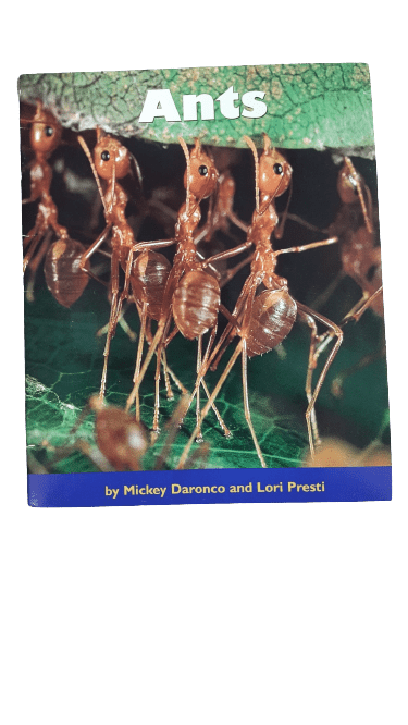 Ants by Mickey Daronco