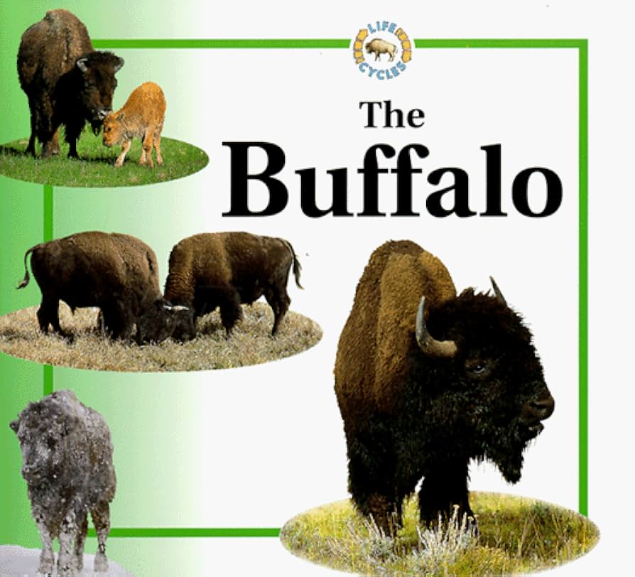 The Buffalo by Sabrina Crewe